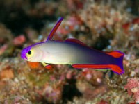 Nemateleotris magnifica