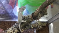 Camaleon